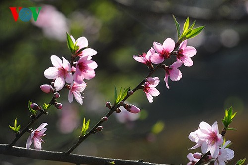 Spring has sprung on Moc Chau Plateau  - ảnh 6